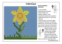 narciso