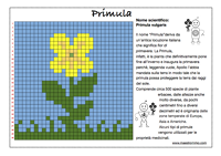 primula