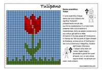 tulipano